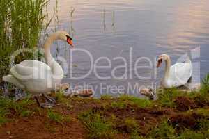 Swans with nestlings at  sunset