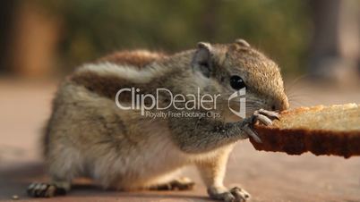 Siberian chipmunk, Euamias sibiricus, walking