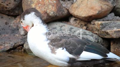 Duck in autumn pond