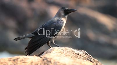 Black Raven flying up with stone