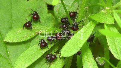 Leaf Beetles - Blattkäfer