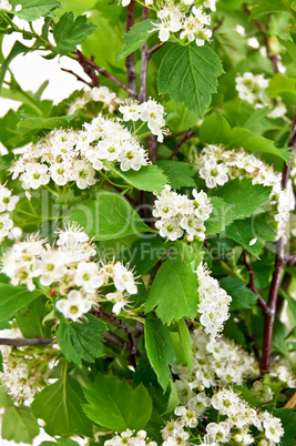 Flowering hawthorn