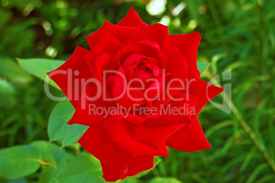 Flowering red rose