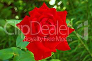 Flowering red rose