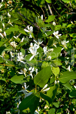 Flowering white honeysuckle