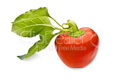 Red sweet pepper with leaves