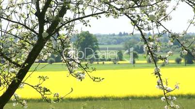 Canola field with apple blossoming