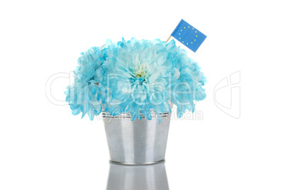 Blue chrysanthemums in a pail