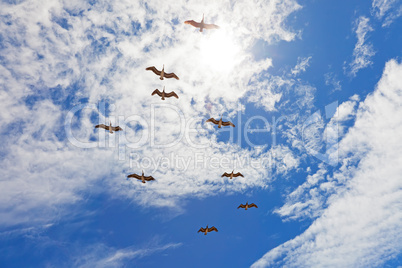 Nine pelicans flying in blue cloudy sky