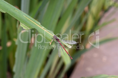 rote Libelle