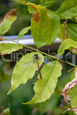 rote Libelle