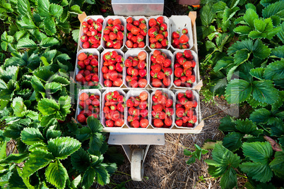 Closeup of fresh organic strawberries