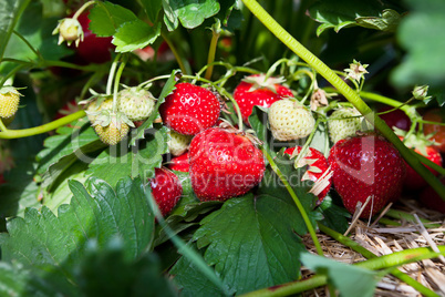 Closeup of fresh organic strawberries