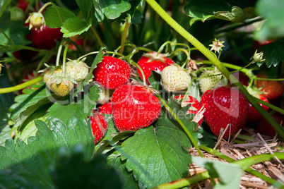 Closeup of fresh organic strawberries