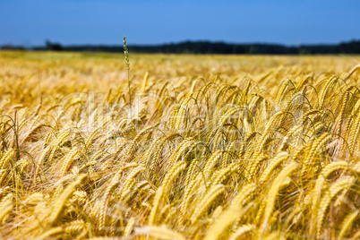 field of wheat over blue sky