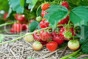 Closeup of fresh organic strawberries