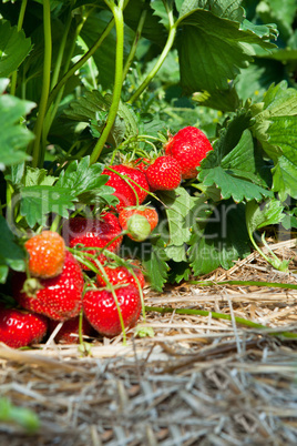 Closeup of fresh organic strawberries