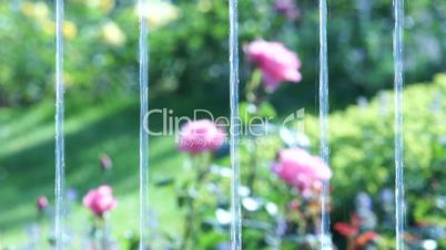 Roses behind a water curtain