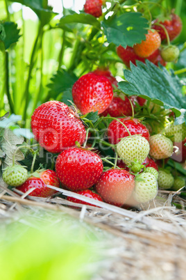 Closeup of fresh organic strawberries