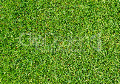 rasen nahaufnahme - grass close-up