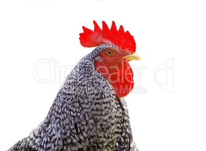 Rooster isolated