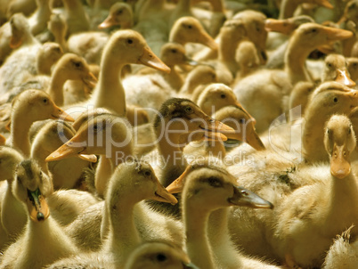 A lot of ducklings