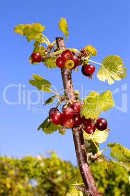 Currant branch