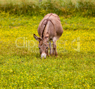 Baby donkey in meadow eating flowers