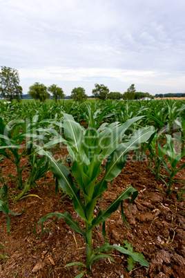 Corn plant in field of plants