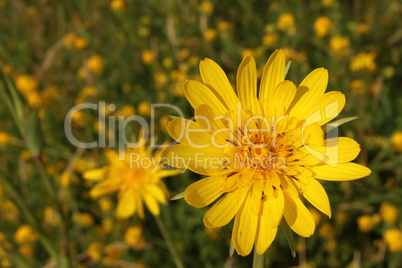 Yellow summer flowers