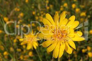 Yellow summer flowers