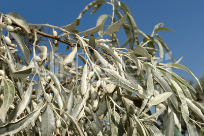 Branch of wild olive trees