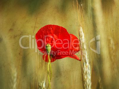 Mohn im Gerstenfeld