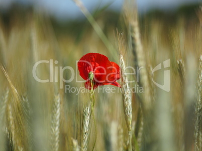 Mohn im Getreidefeld