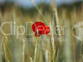 Mohn im Getreidefeld