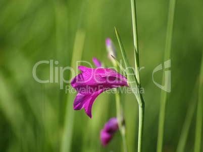 Sumpfgladiole