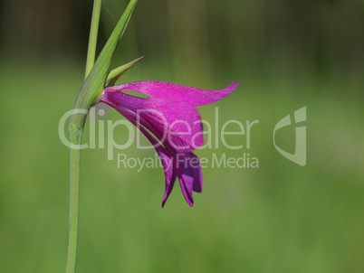 Sumpfgladiole