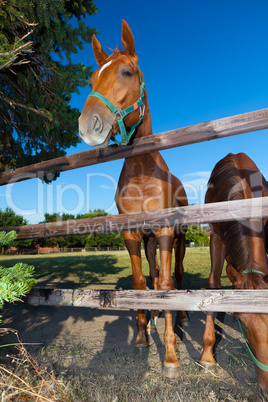 two horses in paddock