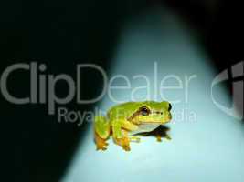 Tree Frog on a water tank