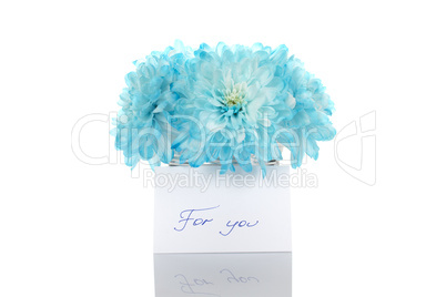 Blue chrysanthemums in a pail