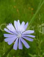 Chicory flower