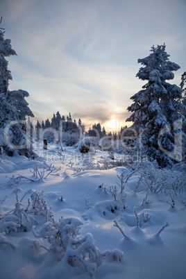 winter forest in mountains