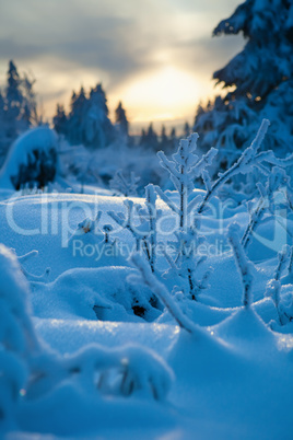 winter forest in mountains