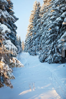 winter forest in mountains