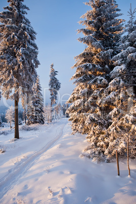 winter forest in mountains