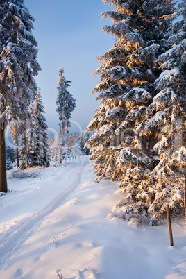 winter forest in mountains