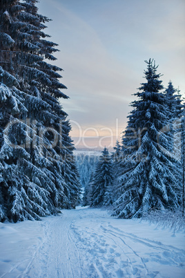 winter forest in mountains
