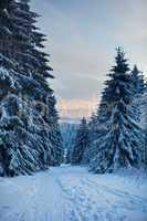 winter forest in mountains