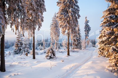 winter forest in mountains