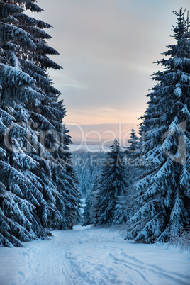 winter forest in mountains